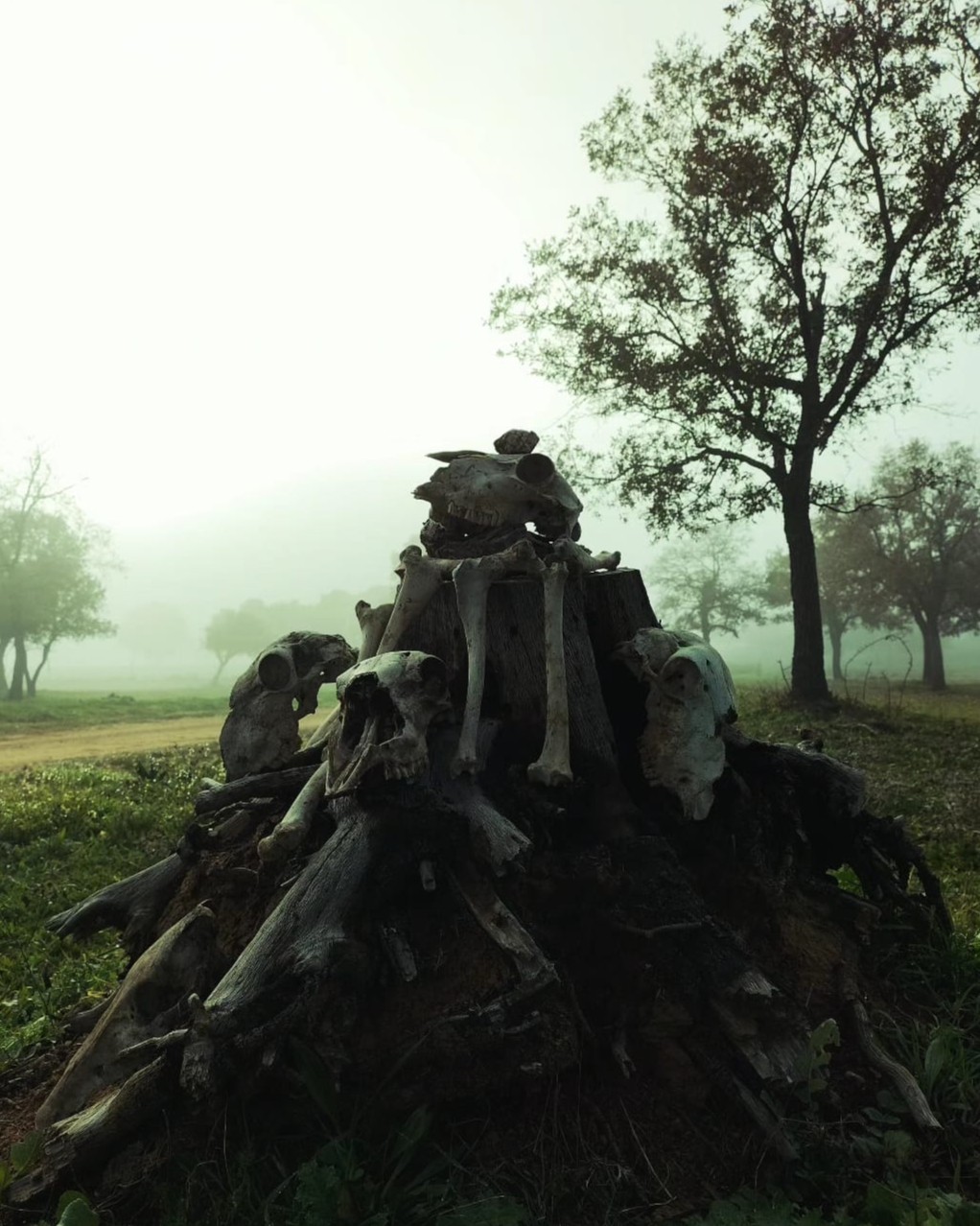 La poesía es un festín de aves carroñeras